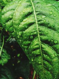 Close-up of raindrops on leaves