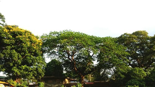 Low angle view of trees against clear sky