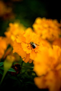 Close-up of bee pollinating on flower