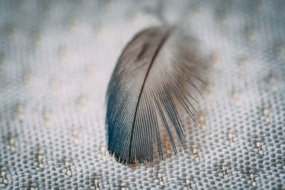 Close-up of peacock