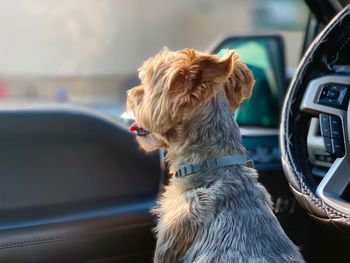 Dog in car