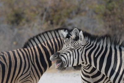 Zebras in a field