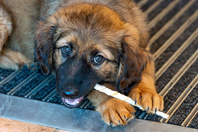 High angle portrait of baby dog 