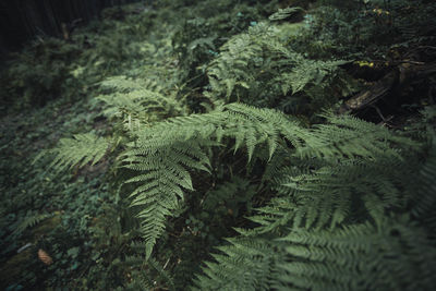 High angle view of fern leaves