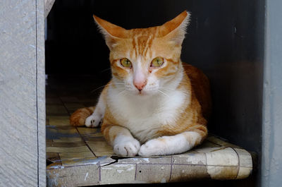 Portrait of cat sitting outdoors