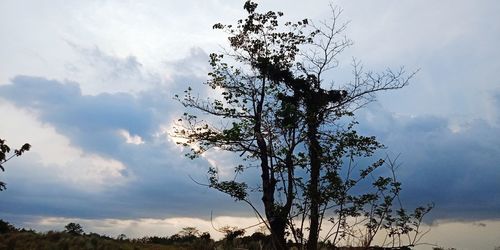 Low angle view of silhouette tree against sky