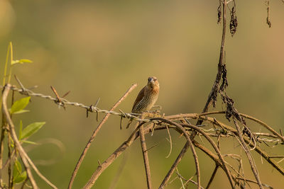 Close-up of bird perching on branch