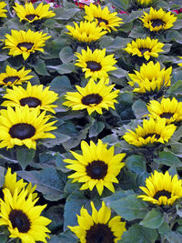 High angle view of yellow flowers blooming outdoors