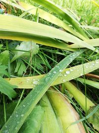 Close-up of wet plant growing in field