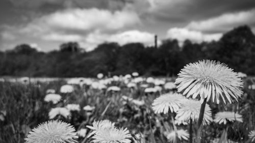 Close-up of wildflowers blooming on field