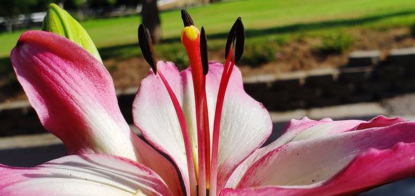 Close-up of pink lily