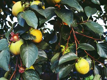 Close-up of fruits on tree