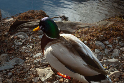 Duck on rock at lakeshore