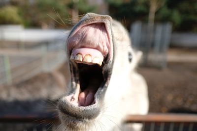 Close-up of horse with mouth open