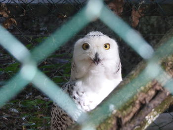 Portrait of white cat seen through chainlink fence