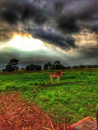 Horse in a field