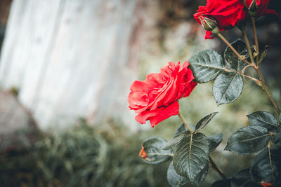 Close-up of red rose