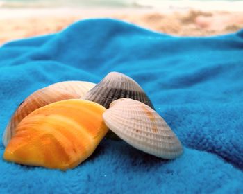 Close-up of seashell on beach