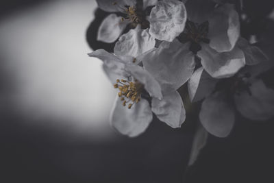 Close-up of white flowers