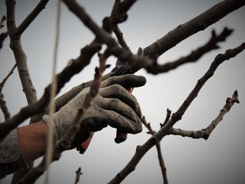 Low angle view of branches against sky