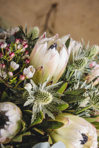 Close-up of white flowering plant