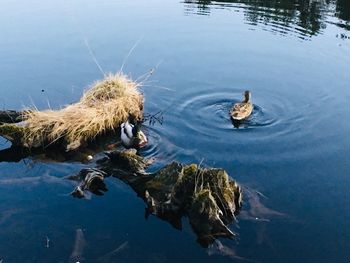 High angle view of birds swimming in lake