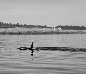 Killer whales swimming in sea