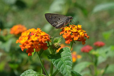 Butterfly on lantana camara flower. close-up of butterfly pollinating on flower. 