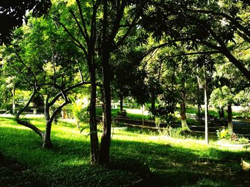 Trees on field