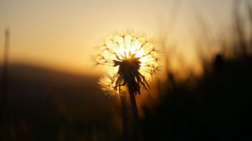 Close-up of silhouette plant against sky during sunset