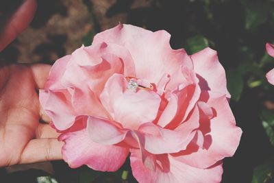 Close-up of pink rose