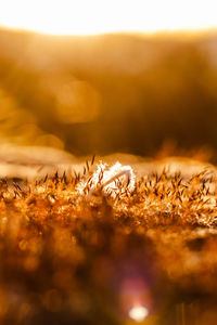 Close-up of dry plants on land during sunset