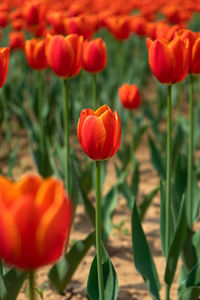 Close-up of red  tulip flowers