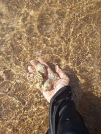 Cropped hand holding seashell in sea