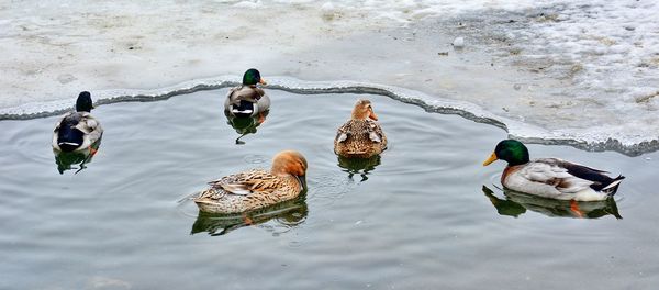 High angle view of mallard ducks swimming on lake