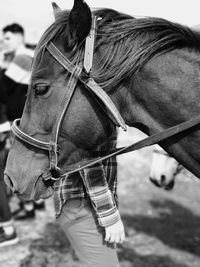 Close-up of horse standing on field