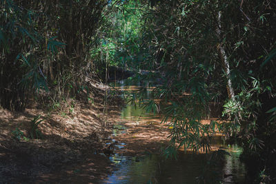 Trees in forest