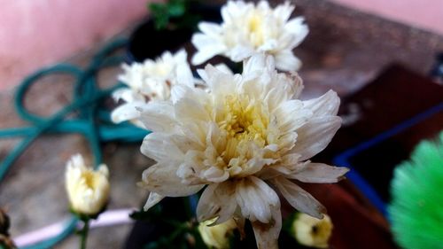 Close-up of white flowering plant