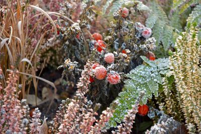 Close-up of snow on plants