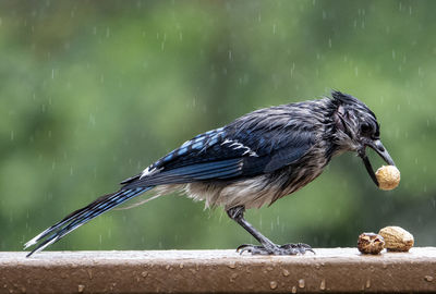 Soaked to the feathers