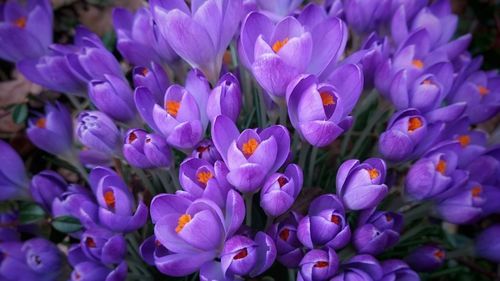 Close-up of purple crocus flowers