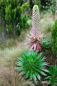 Close-up of cactus flower