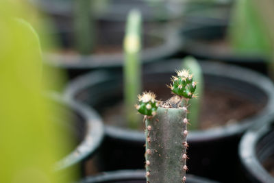 Close-up of potted plant