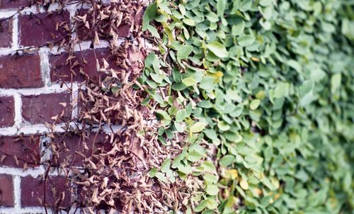 Close-up of ivy growing on wall