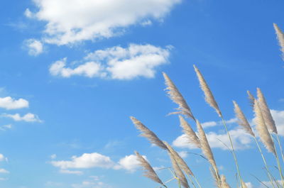 Low angle view of stalks against blue sky