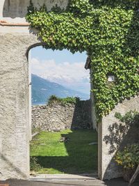 Plants by wall against building