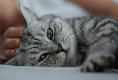 Portrait of cat lying with woman at home