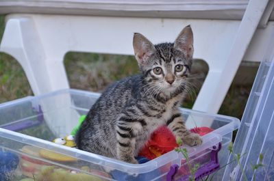 Portrait of cat sitting in basket