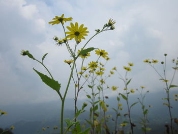 Close-up of yellow flowers against sky