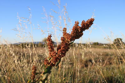 Close-up of crops on field against sky